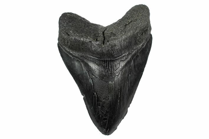 Fossil Megalodon Tooth - South Carolina #340190